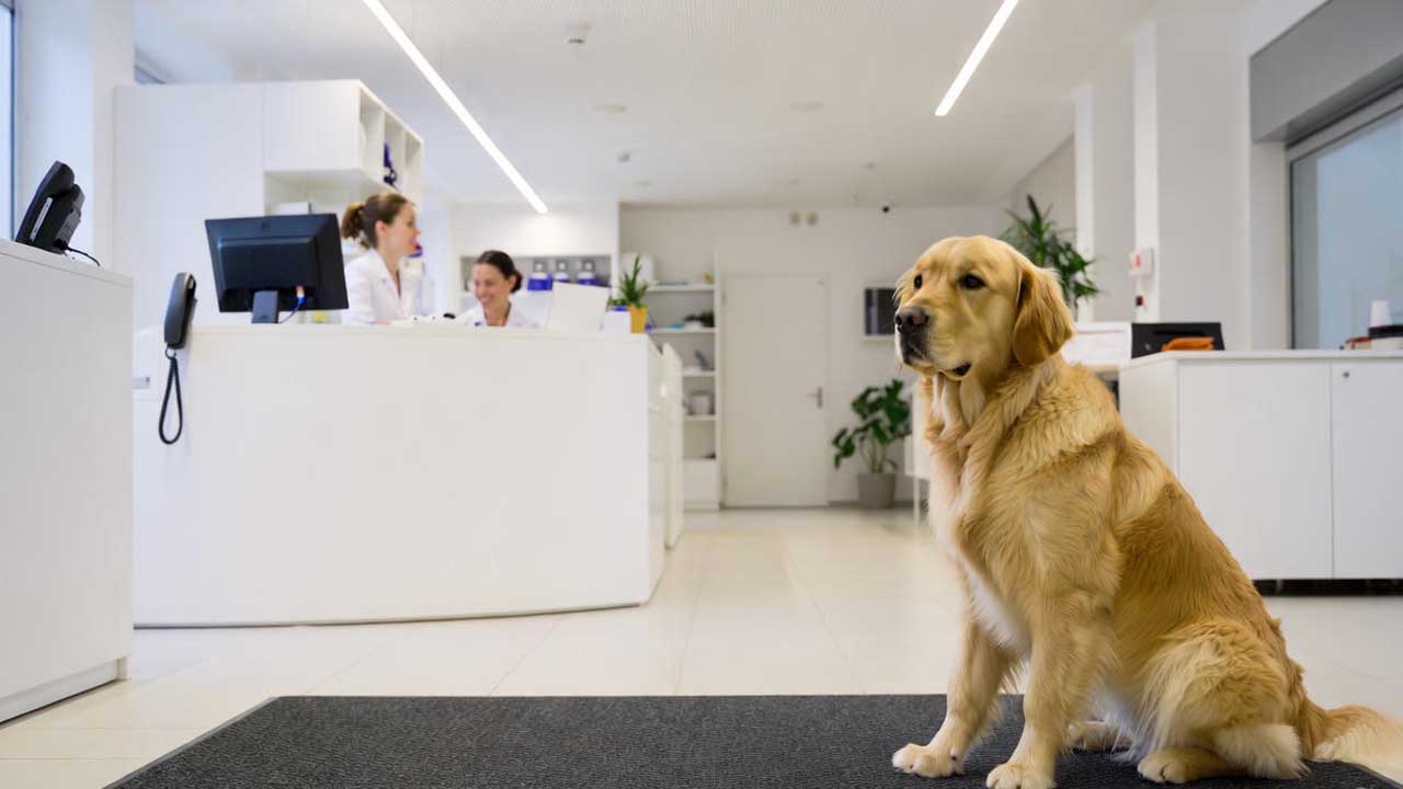 Saubere Tierarztpraxis in Nürnberg